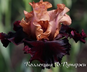 regal impact